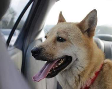 真實事件《一年前在停車場遇上浪浪》雖有完美結局卻讓人鼻酸一件事....