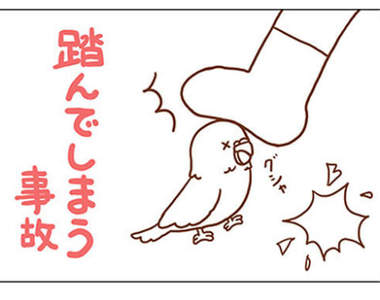 飼主注意《鸚鵡的死亡意外》和人類一起生活的小動物其實暴露在危險之中...