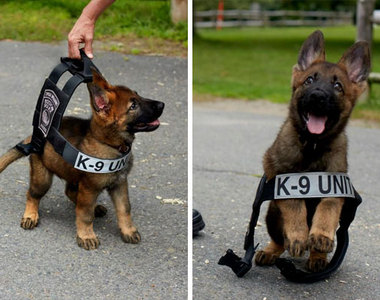 《第一天上工的狗狗》可愛之餘還是要尊重專業喔♥