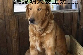 Snapchat捕捉《寵物珍奇畫面》啪兔 聽說明天要上班了呢(眼神死) Snapchat捕捉《寵物珍奇畫面》啪兔 聽說明天要上班了呢(眼神死)