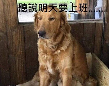 Snapchat捕捉《寵物珍奇畫面》啪兔 聽說明天要上班了呢(眼神死)