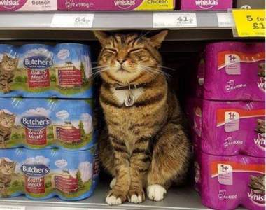 每天都來巡邏《超市魚冰箱的守護神》離世時依然很威風