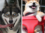 《柴犬的基因最接近狼》柴柴飼主:你是認真的嗎? 《柴犬的基因最接近狼》柴柴飼主:你是認真的嗎?