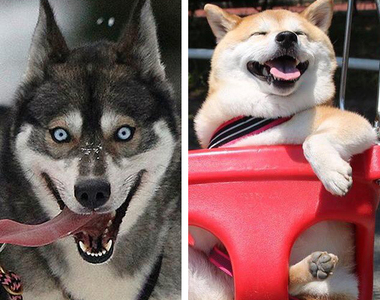 《柴犬的基因最接近狼》柴柴飼主:你是認真的嗎?