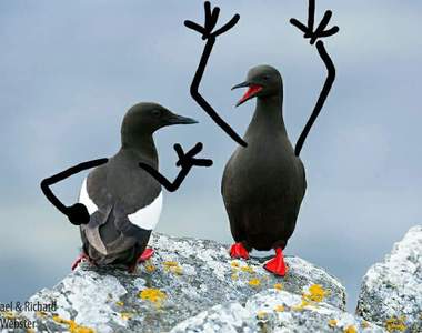 《替鳥加手手》莫名很百搭的各種手勢喜感十足