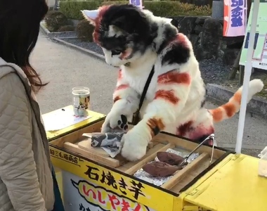日本鳥取《貓咪賣烤地瓜》喵~來買熱呼呼的烤地瓜唷~