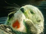 大阪海遊館《獲得愛心冰塊的海獺》小心翼翼的抱著啃啃簡直神萌~ 大阪海遊館《獲得愛心冰塊的海獺》小心翼翼的抱著啃啃簡直神萌~