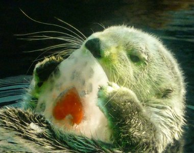 大阪海遊館《獲得愛心冰塊的海獺》小心翼翼的抱著啃啃簡直神萌～