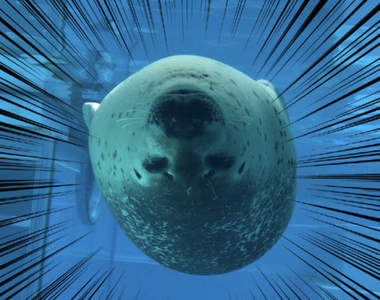 《魚雷海豹逼近中》敵方潛艇發射迴避注意