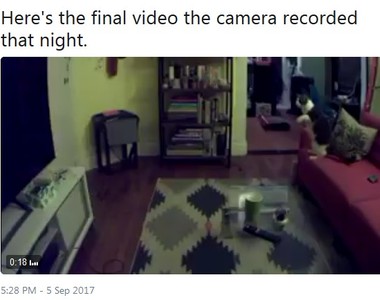 推特鬼故事《我被小男孩跟上了》後續4:貓咪看得到人類看不見的東西嗎?