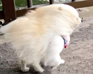 《遇到強風就變形的博美狗》完全變成別的生物www