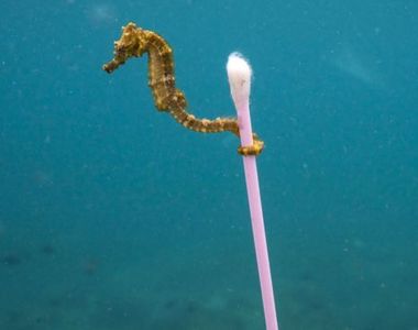 瘋轉《海馬與棉花棒》海洋垃圾問題已經這麼嚴重了