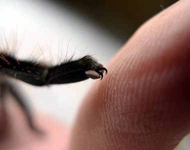 《蜘蛛的腳腳好像有點可愛》毛茸茸的很有藝術感