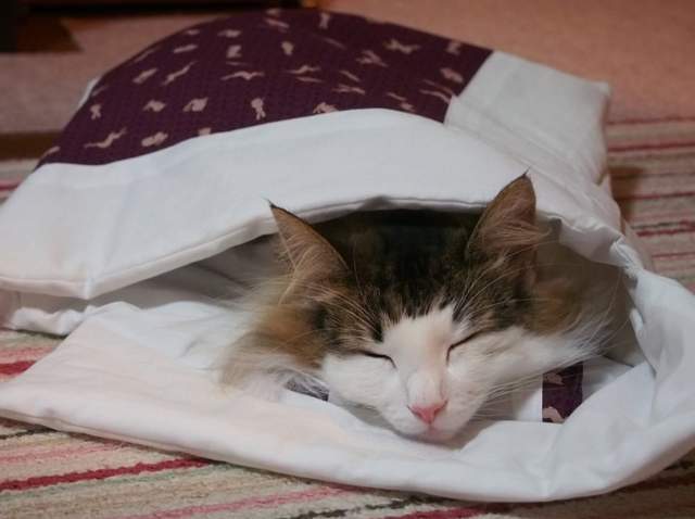 敲可愛《躺棉被小貓》超舒服的貓咪專用棉被好實用 - 圖片11
