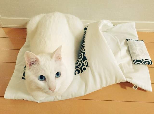 敲可愛《躺棉被小貓》超舒服的貓咪專用棉被好實用 - 圖片9