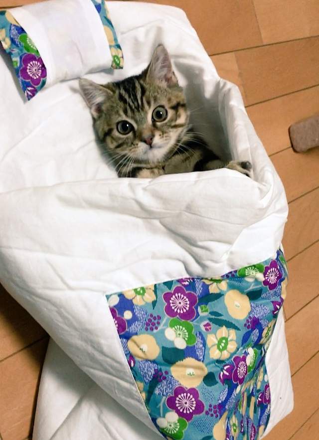 敲可愛《躺棉被小貓》超舒服的貓咪專用棉被好實用 - 圖片3