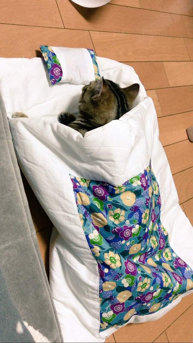 敲可愛《躺棉被小貓》超舒服的貓咪專用棉被好實用 - 圖片4