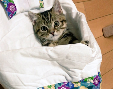 敲可愛《躺棉被小貓》超舒服的貓咪專用棉被好實用