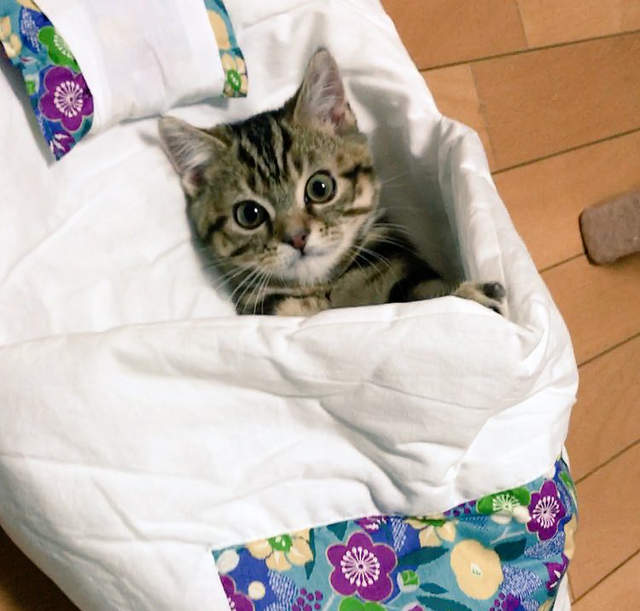 敲可愛《躺棉被小貓》超舒服的貓咪專用棉被好實用 - 圖片1