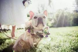 如果想不到婚禮驚喜的話  就換成《狗狗捧花》嚇賓客一跳吧