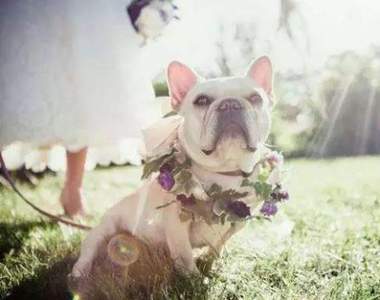 如果想不到婚禮驚喜的話  就換成《狗狗捧花》嚇賓客一跳吧