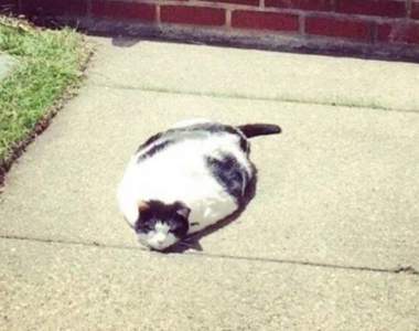 《融化的動物》其實也融化了我們的心♡