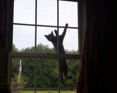 《不請自來的貓咪》這不是我家的貓啊（苦笑）