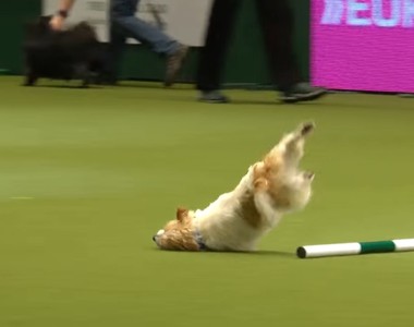 傑克羅素㹴《比賽會場興奮大暴走》帥氣的起飛落地卻...XDDDDD