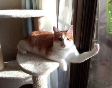 2016《年度宅宅熱門貓咪文》今年也繼續臣服於咪星人的統治吧