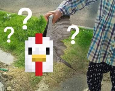 《阿嬤這不是雞啊》聽到院子有點吵，走出去一看發現阿嬤抓著...