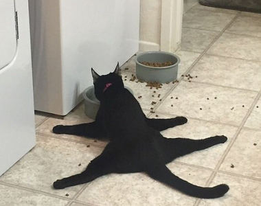 《家有怪貓》這些貓咪奇行到底該怎麼解釋www