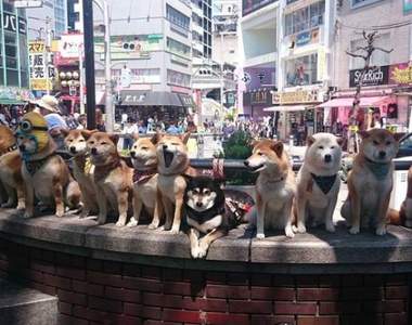 《史上最萌聚會》根本是名為柴犬的暴力行為啊啊啊❤(已死)
