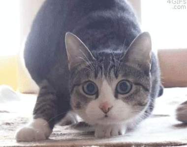 《網路上有趣的動圖總整理》GIF就是有某種讓人嘴角失守的魔力