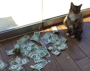 櫥窗裡的《搶錢貓》請你們叫我現代羅賓漢喵～