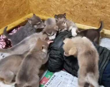 閱覽注意？《人類被狼狗攻擊的下場》好個讓人羨慕的衝擊景象（咦）