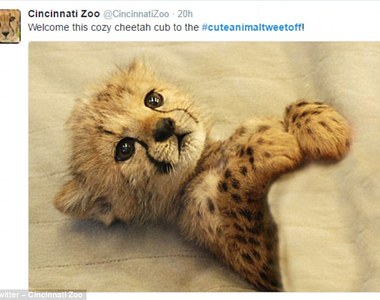 可愛注意！各家動物園《最萌動物大比拚》最Q的鎮園之寶都在這裡♥