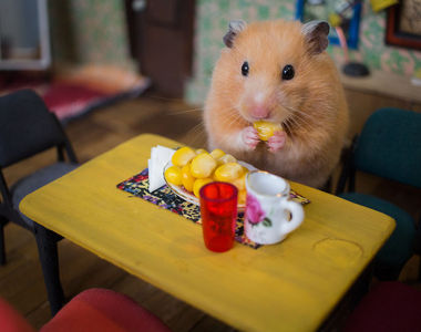 全由倉鼠演出的短片《好餓好餓的倉鼠》迷你佈景製作超用心