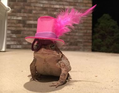 《時常來作客的小蟾蜍》於是突發奇想每次都幫他做個帽子♥