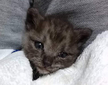 《絕對不能亂碰幼貓的理由》如果沒有要撿回飼養就不要害牠們