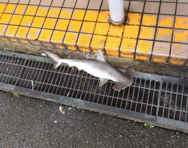 《真實版風飛鯊》地上的鯊魚到底是哪來的呢？