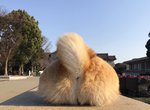 《想被柴犬的尾巴打臉》如此特殊口味的PLAY就由柴柴丸太郎來滿足你 《想被柴犬的尾巴打臉》如此特殊口味的PLAY就由柴柴丸太郎來滿足你