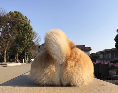 《想被柴犬的尾巴打臉》如此特殊口味的PLAY就由柴柴丸太郎來滿足你