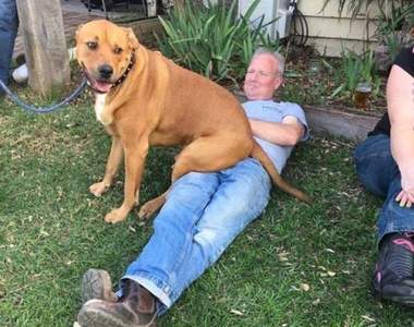 2016《十大寵物話題》狗屁屁面對你的原因讓你忍不住想哭