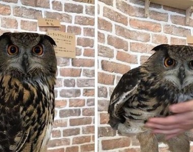 《貓頭鷹原來腿超長》羽毛下藏著出乎意料的長度