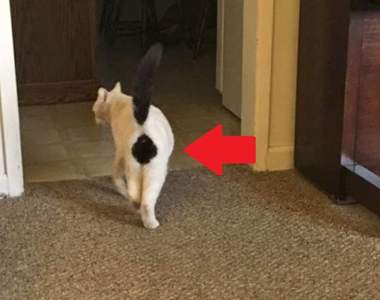 比肉球還有吸引力《花色超有戲的貓咪》不要盯著人家的菊花看啦（羞）