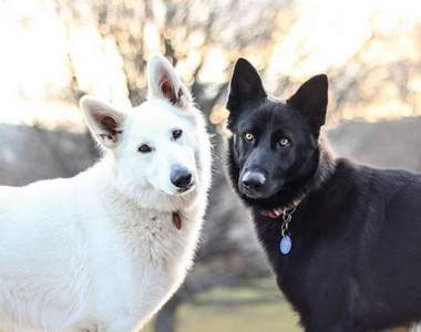 看完都想談戀愛了❤《兩隻牧羊犬的婚紗照》誰說~不能黑白配