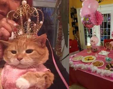 貓奴新創舉又來了《超豪華生日趴》下輩子當貓是不是比較幸福❤