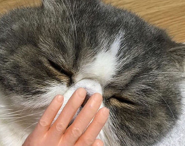 《長出小手的貓》貓咪長出人手是可愛還是恐怖呢？www