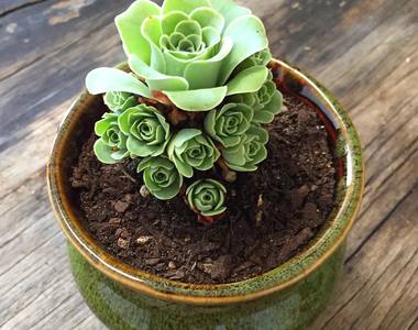 療癒感十足《山地玫瑰》被稱為最夢幻的多肉植物