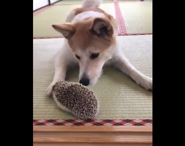 療癒系影片《大膽刺蝟vs膽小狗狗》真的嚇到彈出來啦（？）